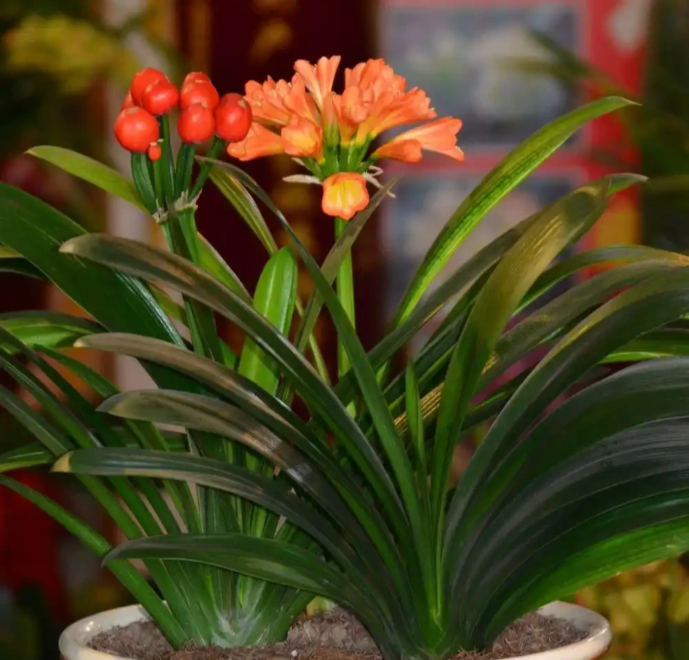 38種耐陰「懶人花」!沒陽光也能滿盆,陽臺客廳秒變綠植角