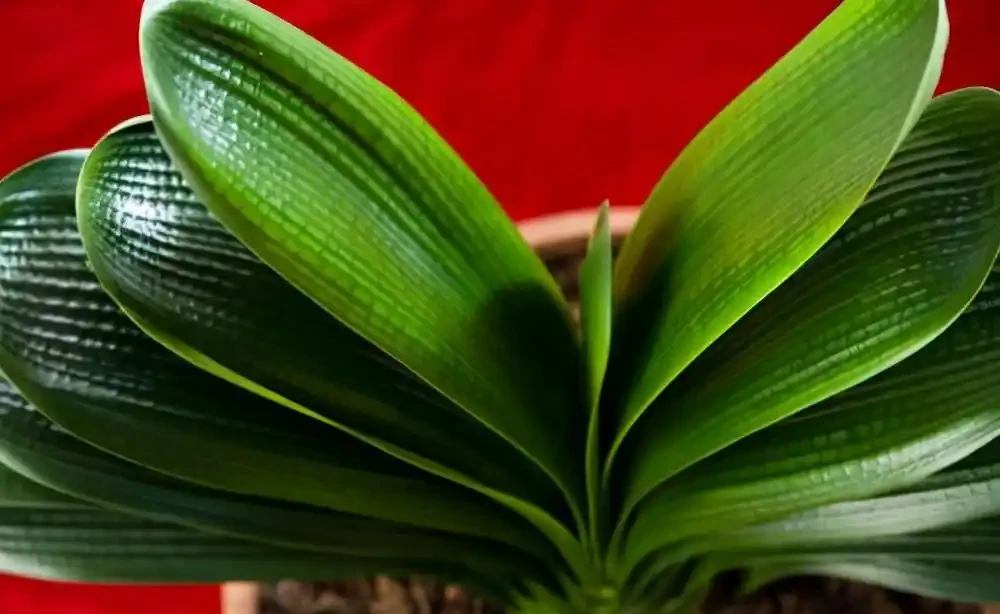 38種耐陰「懶人花」!沒陽光也能滿盆,陽臺客廳秒變綠植角