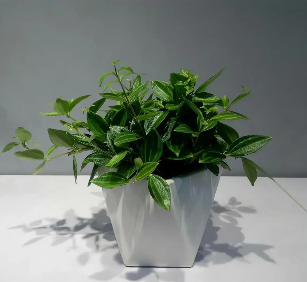 38種耐陰「懶人花」!沒陽光也能滿盆,陽臺客廳秒變綠植角