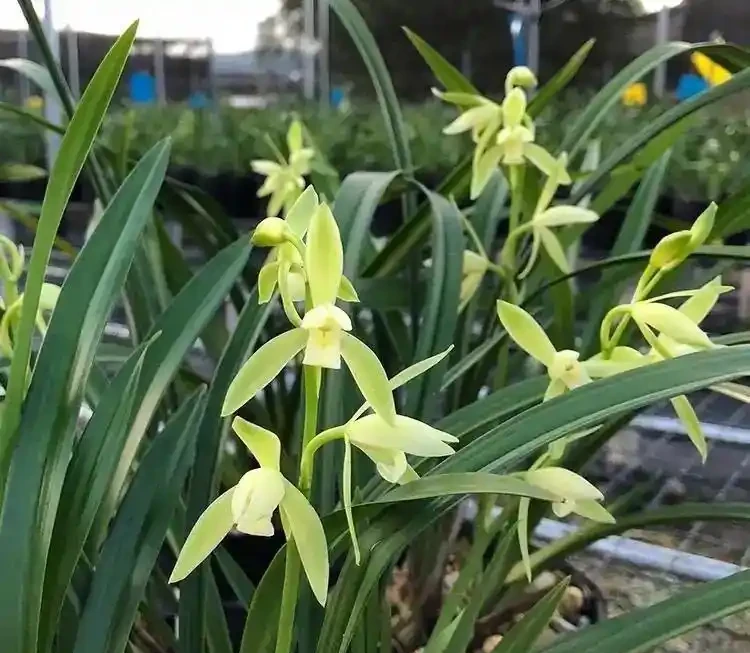 38種耐陰「懶人花」!沒陽光也能滿盆,陽臺客廳秒變綠植角
