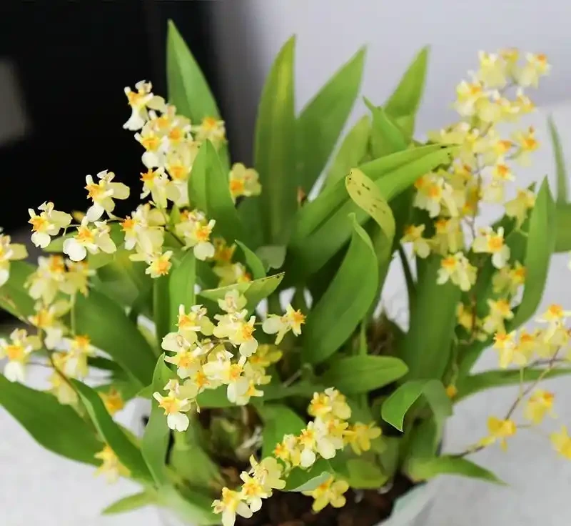 38種耐陰「懶人花」!沒陽光也能滿盆,陽臺客廳秒變綠植角