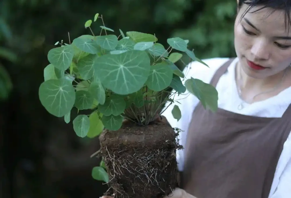 38種耐陰「懶人花」!沒陽光也能滿盆,陽臺客廳秒變綠植角