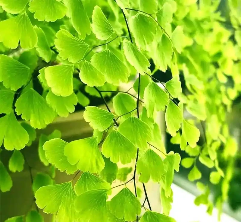 38種耐陰「懶人花」!沒陽光也能滿盆,陽臺客廳秒變綠植角