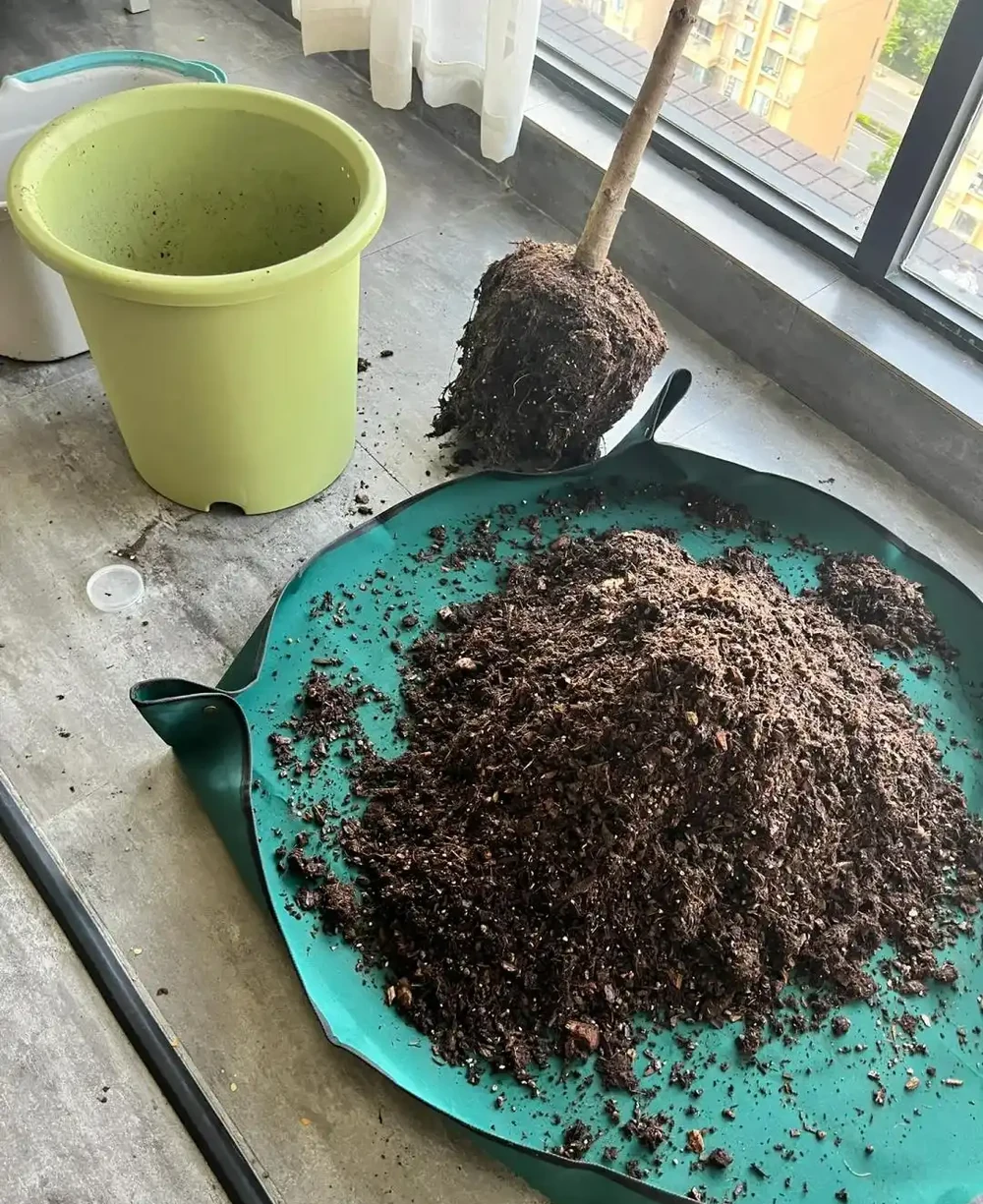四川小夥的龍血樹,7天就發蔫,砸破盆,發現商家的貓膩,太可恨