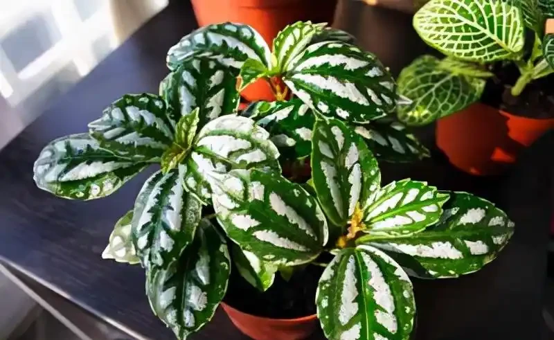 38種耐陰「懶人花」!沒陽光也能滿盆,陽臺客廳秒變綠植角