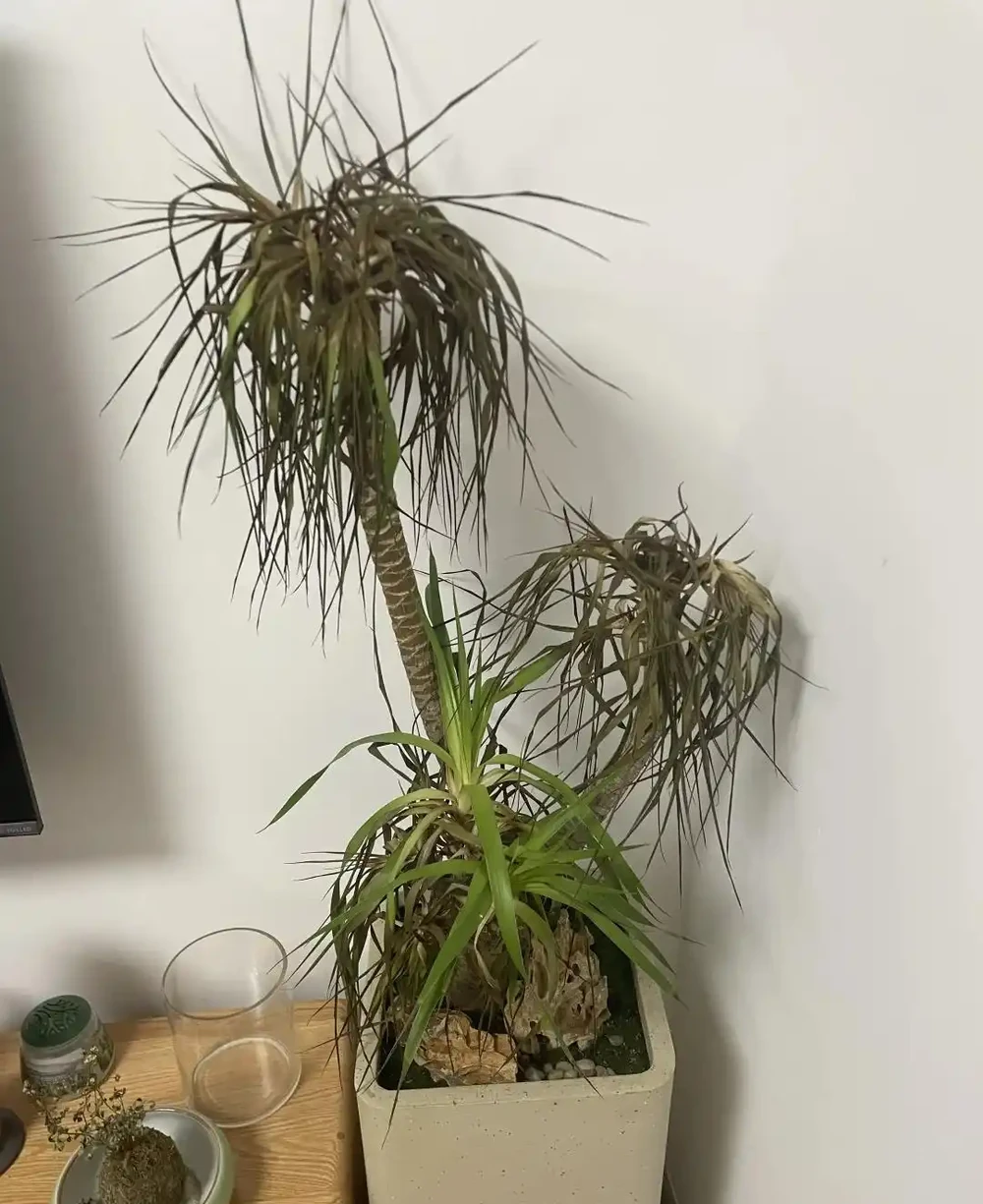 四川小夥的龍血樹,7天就發蔫,砸破盆,發現商家的貓膩,太可恨