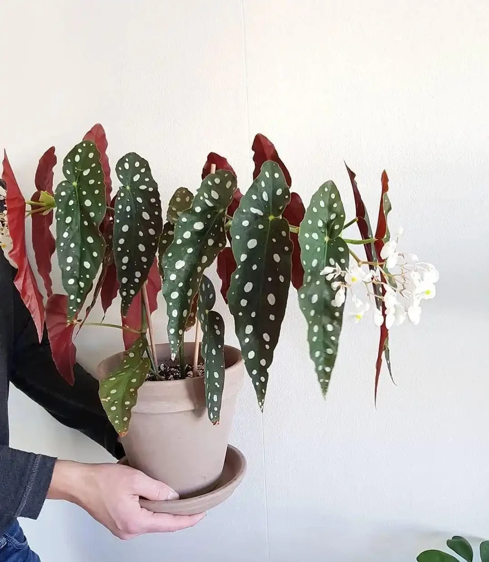 38種耐陰「懶人花」!沒陽光也能滿盆,陽臺客廳秒變綠植角