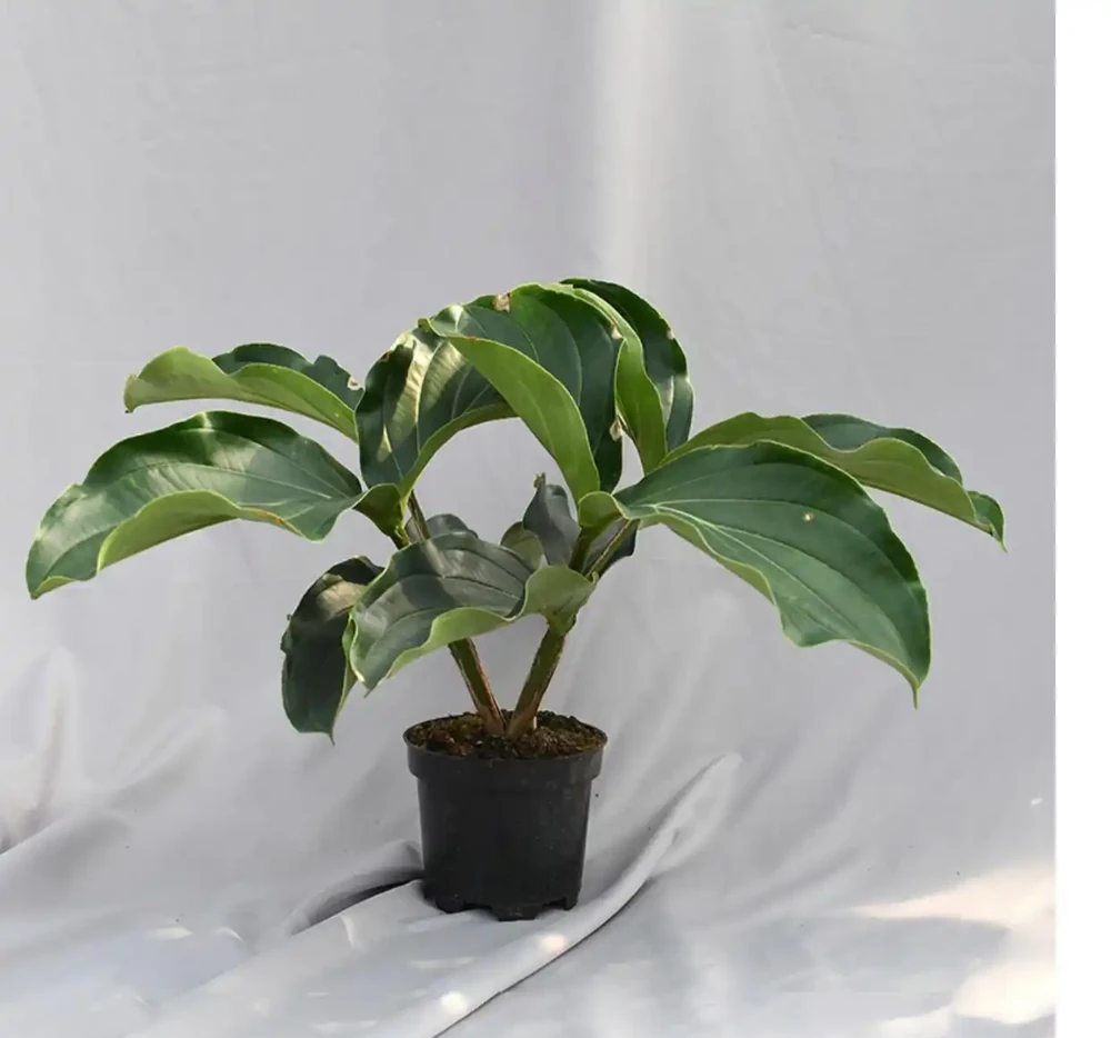 38種耐陰「懶人花」!沒陽光也能滿盆,陽臺客廳秒變綠植角