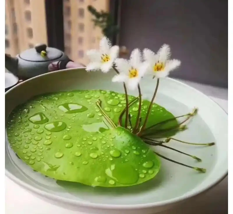 38種耐陰「懶人花」!沒陽光也能滿盆,陽臺客廳秒變綠植角