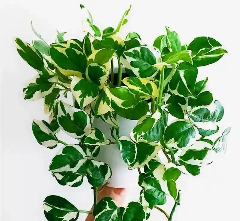 38種耐陰「懶人花」!沒陽光也能滿盆,陽臺客廳秒變綠植角