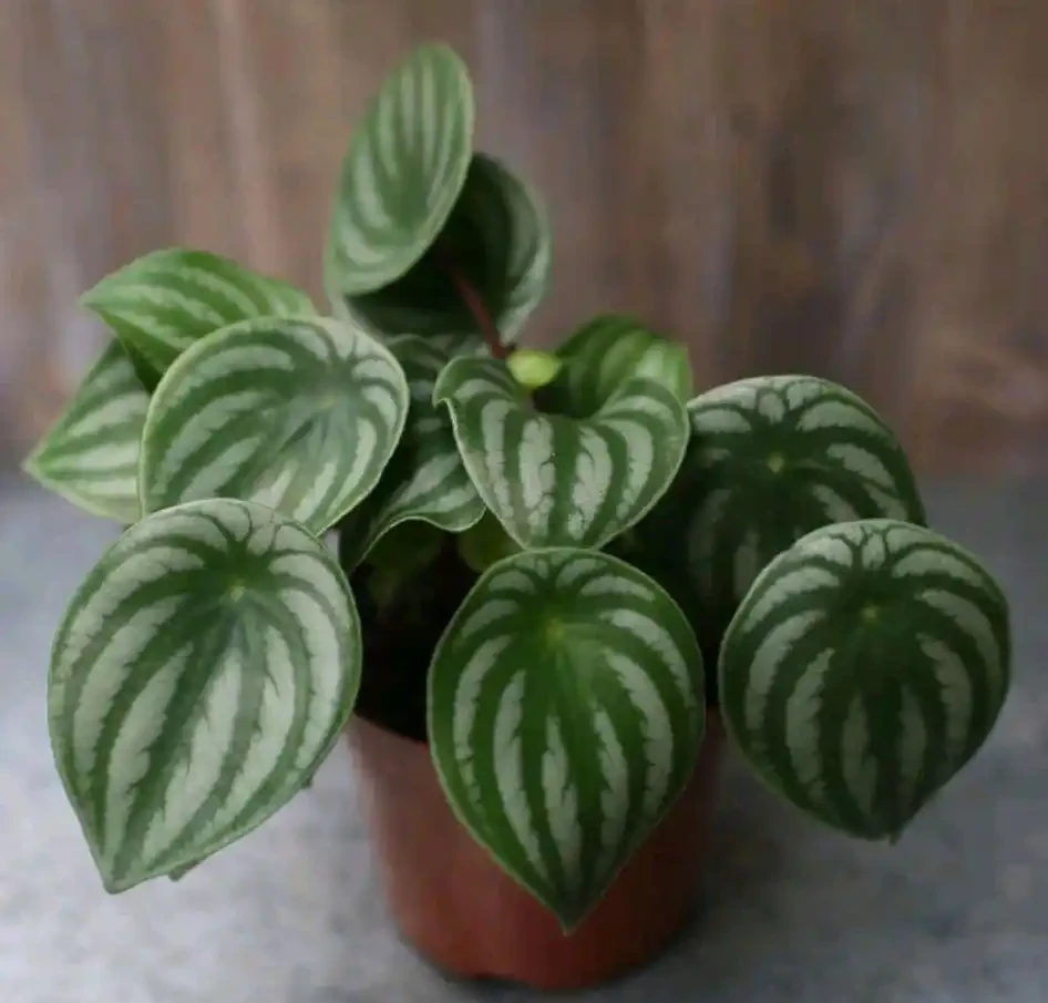 38種耐陰「懶人花」!沒陽光也能滿盆,陽臺客廳秒變綠植角
