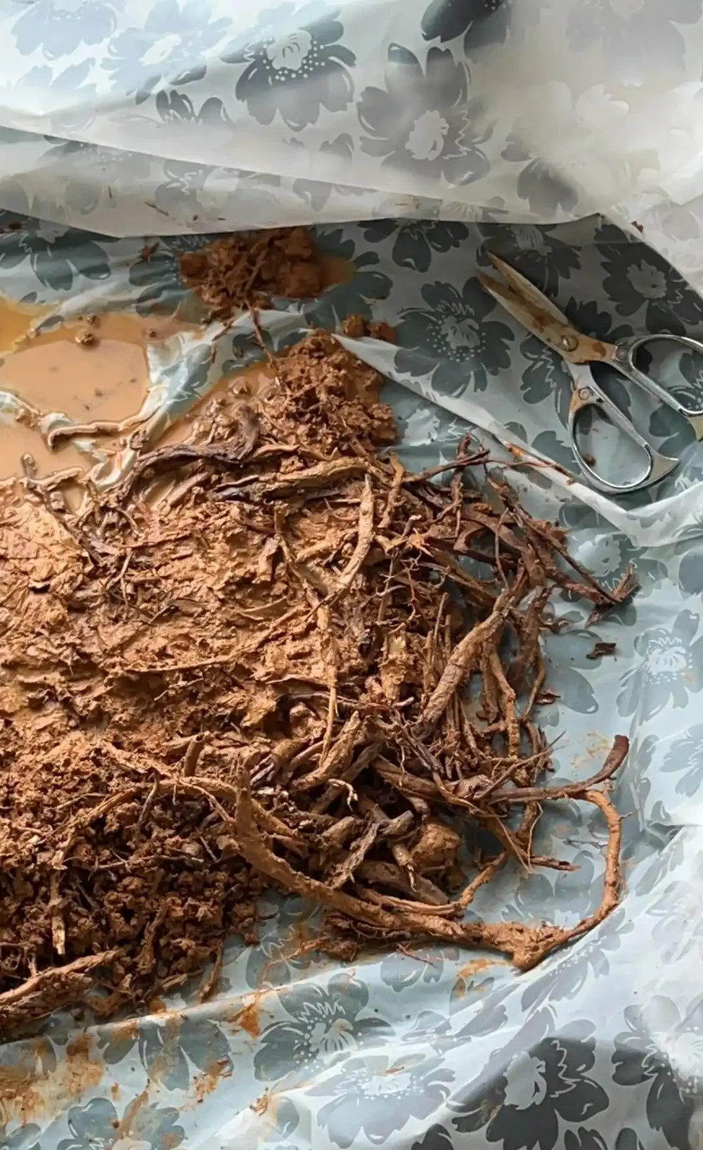 四川小夥的龍血樹,7天就發蔫,砸破盆,發現商家的貓膩,太可恨