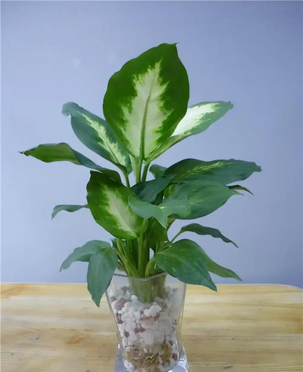 38種耐陰「懶人花」!沒陽光也能滿盆,陽臺客廳秒變綠植角
