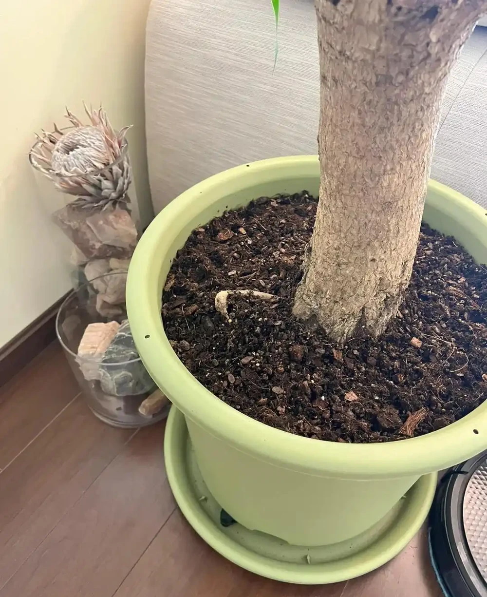 四川小夥的龍血樹,7天就發蔫,砸破盆,發現商家的貓膩,太可恨