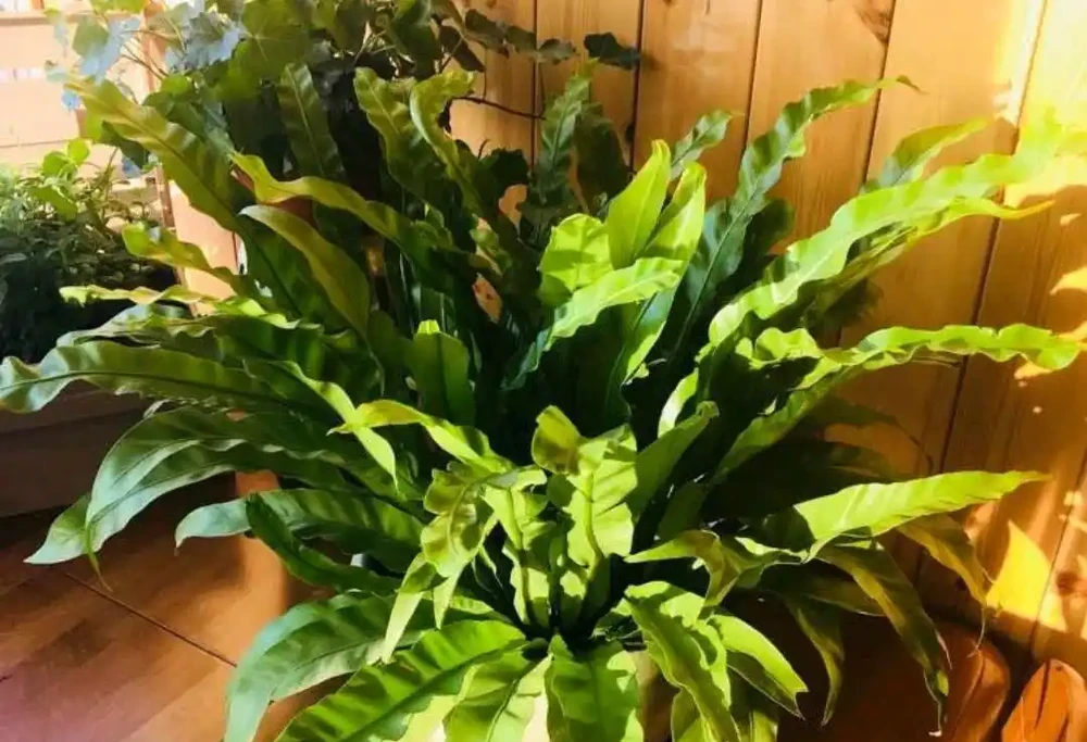 38種耐陰「懶人花」!沒陽光也能滿盆,陽臺客廳秒變綠植角