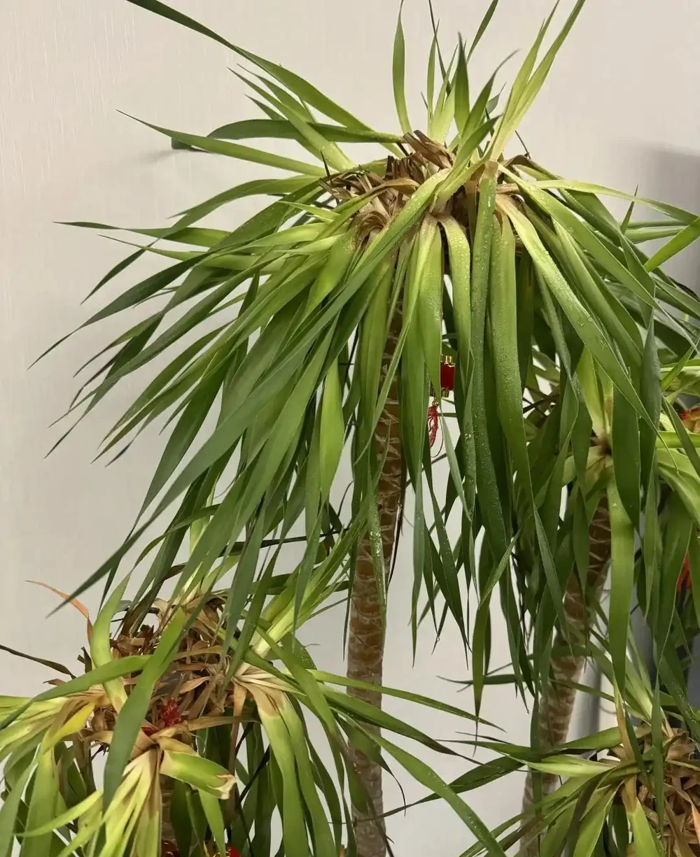 四川小夥的龍血樹,7天就發蔫,砸破盆,發現商家的貓膩,太可恨