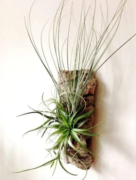 38種耐陰「懶人花」!沒陽光也能滿盆,陽臺客廳秒變綠植角