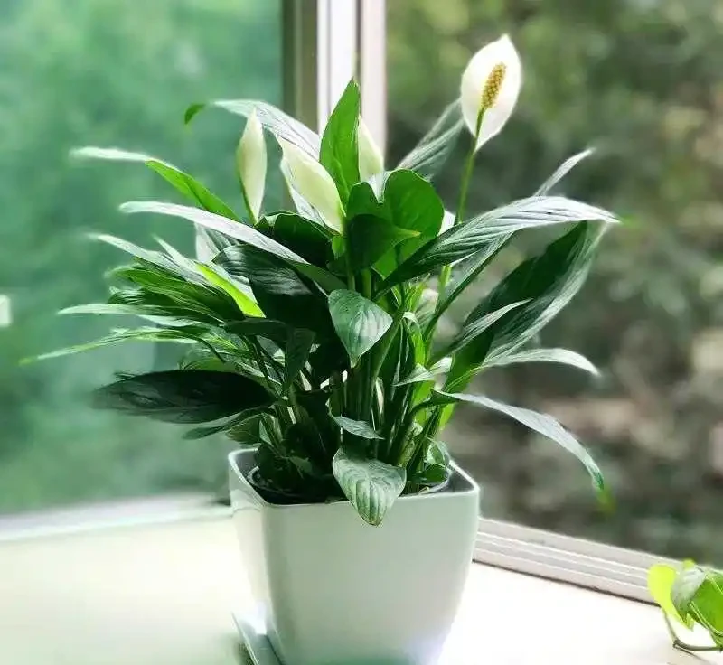 38種耐陰「懶人花」!沒陽光也能滿盆,陽臺客廳秒變綠植角