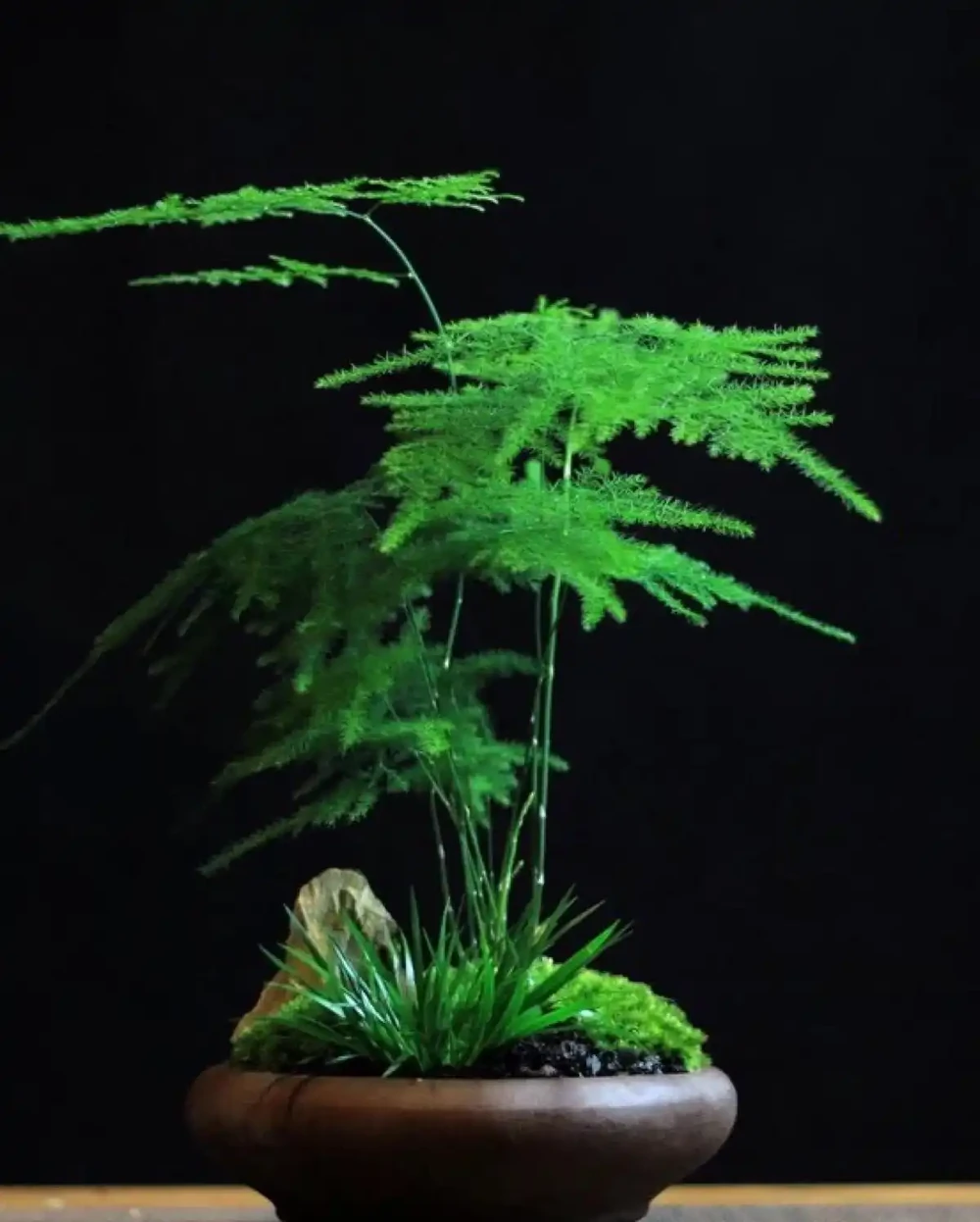 38種耐陰「懶人花」!沒陽光也能滿盆,陽臺客廳秒變綠植角