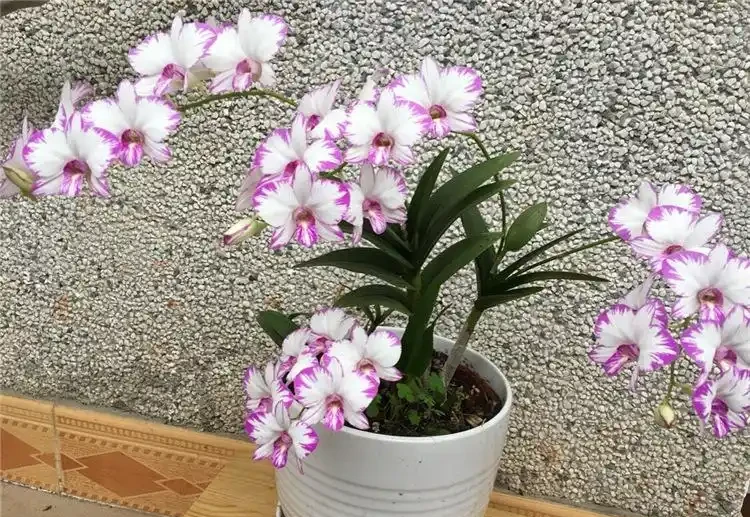 38種耐陰「懶人花」!沒陽光也能滿盆,陽臺客廳秒變綠植角