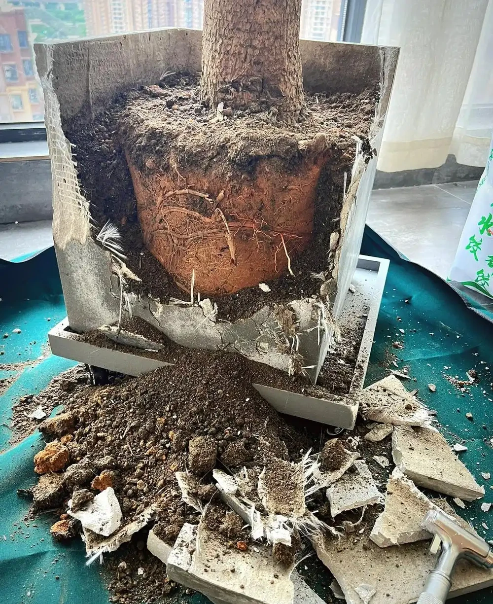 四川小夥的龍血樹,7天就發蔫,砸破盆,發現商家的貓膩,太可恨