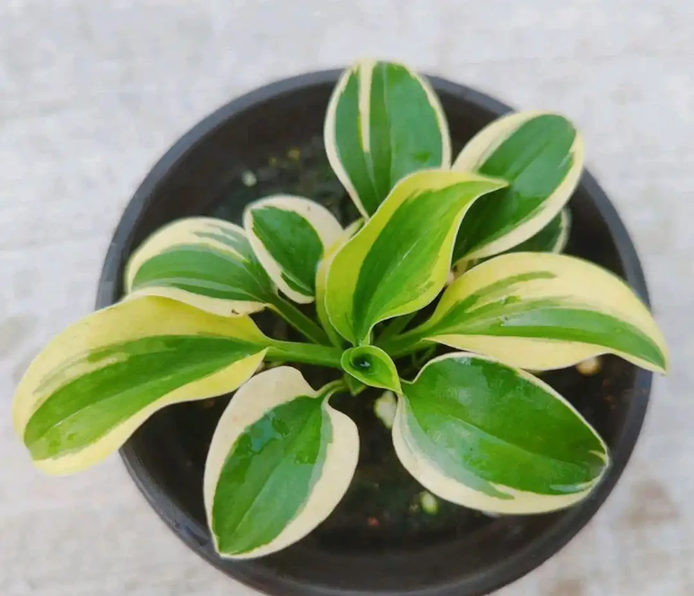 38種耐陰「懶人花」!沒陽光也能滿盆,陽臺客廳秒變綠植角