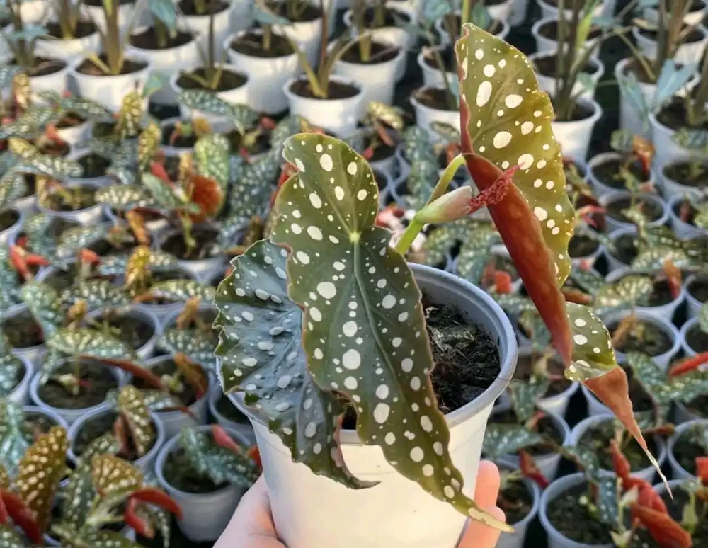 38種耐陰「懶人花」!沒陽光也能滿盆,陽臺客廳秒變綠植角