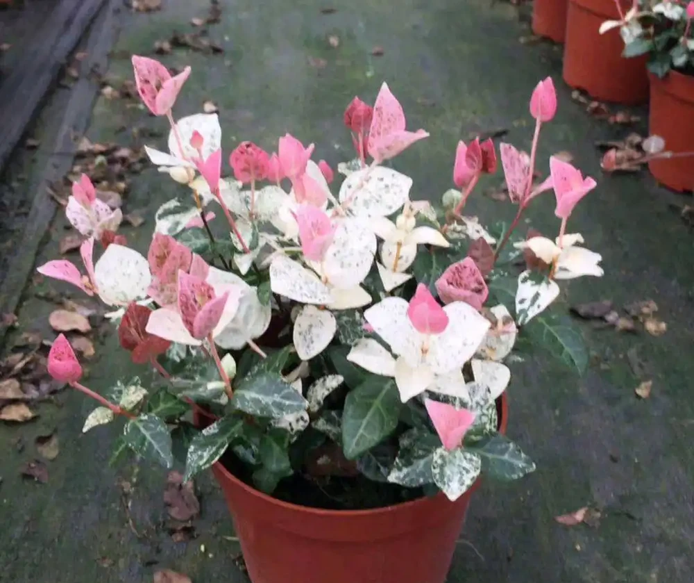 38種耐陰「懶人花」!沒陽光也能滿盆,陽臺客廳秒變綠植角