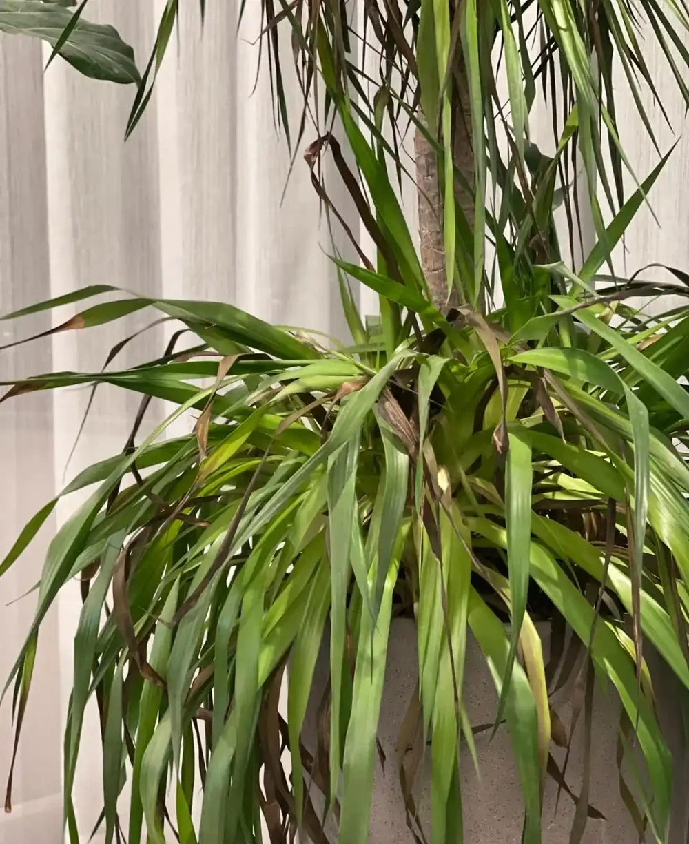 四川小夥的龍血樹,7天就發蔫,砸破盆,發現商家的貓膩,太可恨