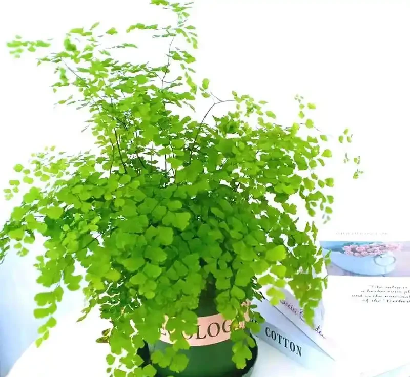 38種耐陰「懶人花」!沒陽光也能滿盆,陽臺客廳秒變綠植角
