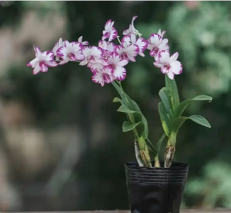 38種耐陰「懶人花」!沒陽光也能滿盆,陽臺客廳秒變綠植角