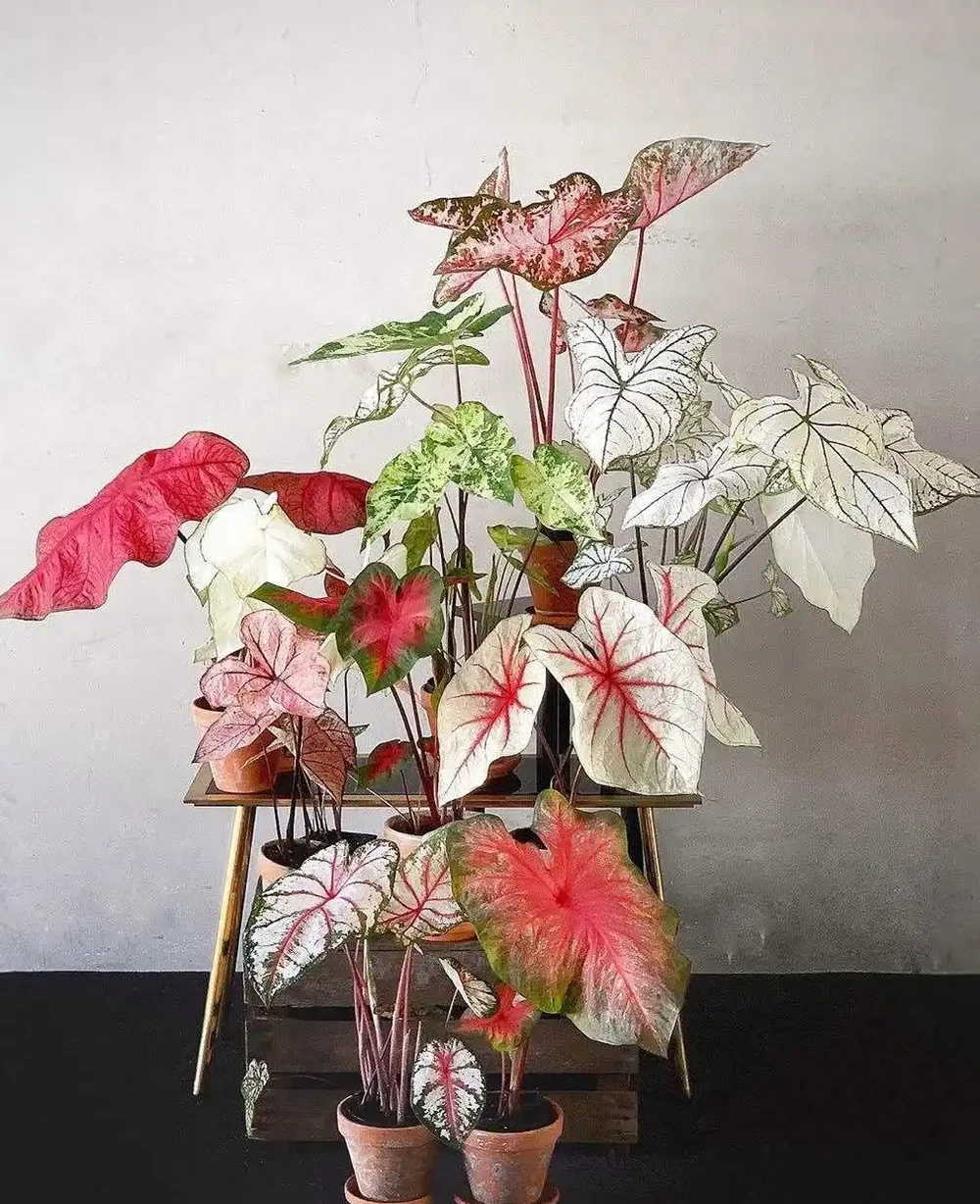 38種耐陰「懶人花」!沒陽光也能滿盆,陽臺客廳秒變綠植角