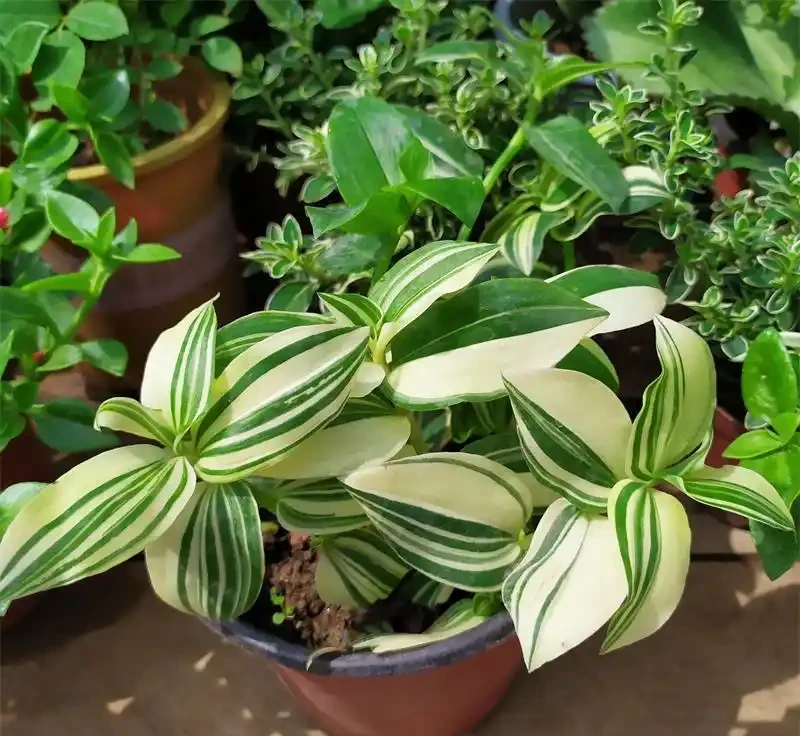 38種耐陰「懶人花」!沒陽光也能滿盆,陽臺客廳秒變綠植角
