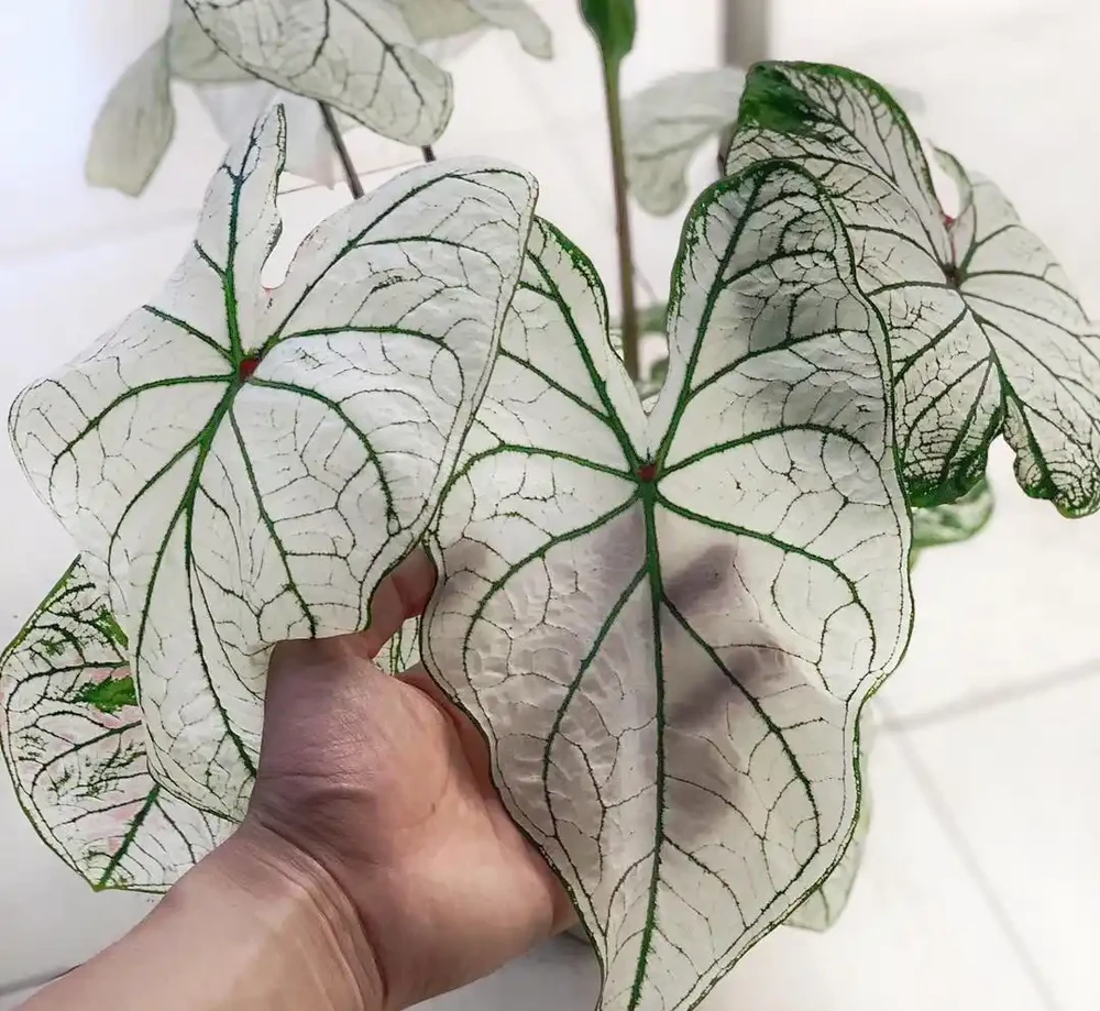38種耐陰「懶人花」!沒陽光也能滿盆,陽臺客廳秒變綠植角