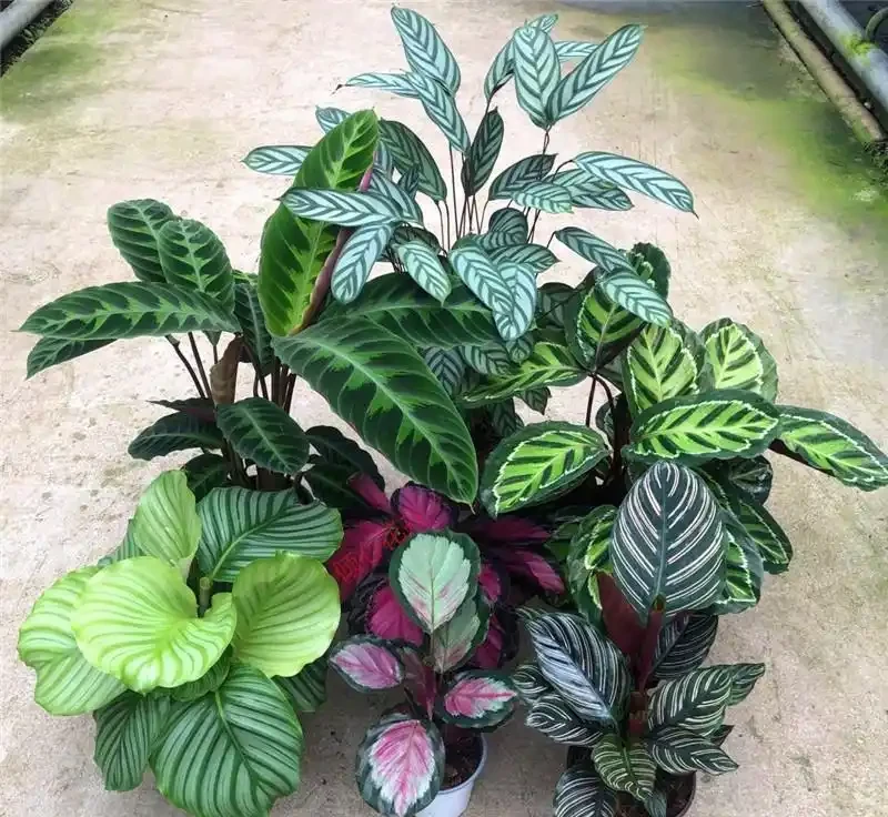 38種耐陰「懶人花」!沒陽光也能滿盆,陽臺客廳秒變綠植角