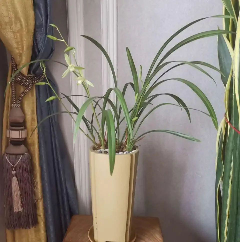 38種耐陰「懶人花」!沒陽光也能滿盆,陽臺客廳秒變綠植角