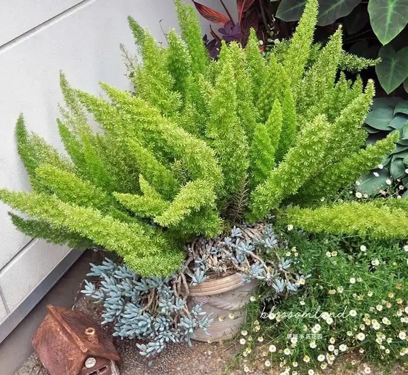 38種耐陰「懶人花」!沒陽光也能滿盆,陽臺客廳秒變綠植角