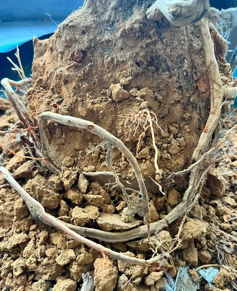 四川小夥的龍血樹,7天就發蔫,砸破盆,發現商家的貓膩,太可恨