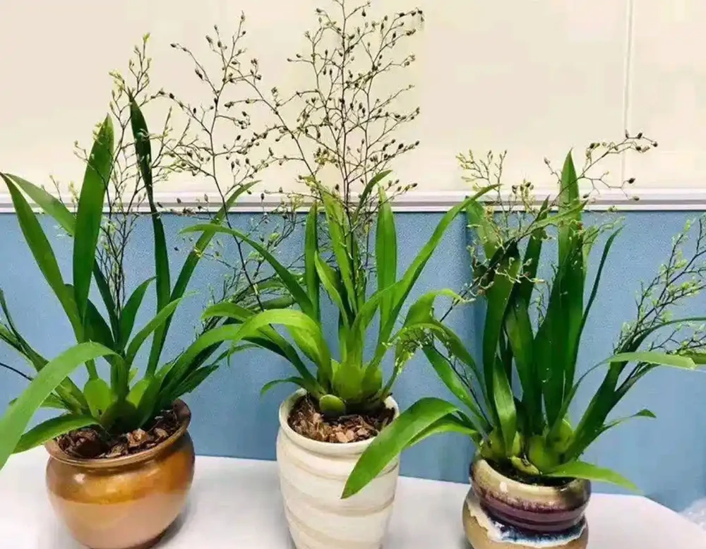 38種耐陰「懶人花」!沒陽光也能滿盆,陽臺客廳秒變綠植角