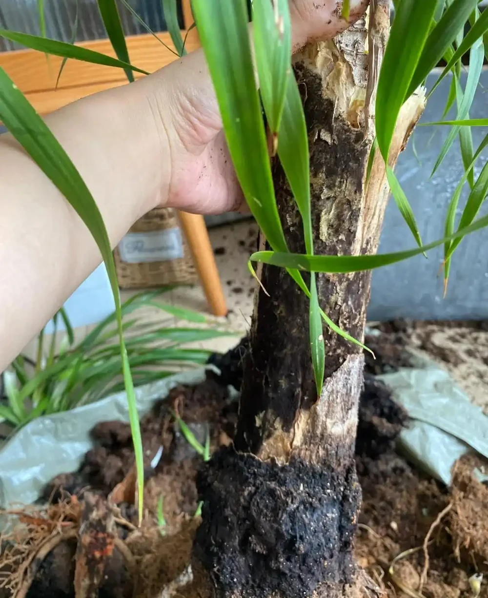 四川小夥的龍血樹,7天就發蔫,砸破盆,發現商家的貓膩,太可恨