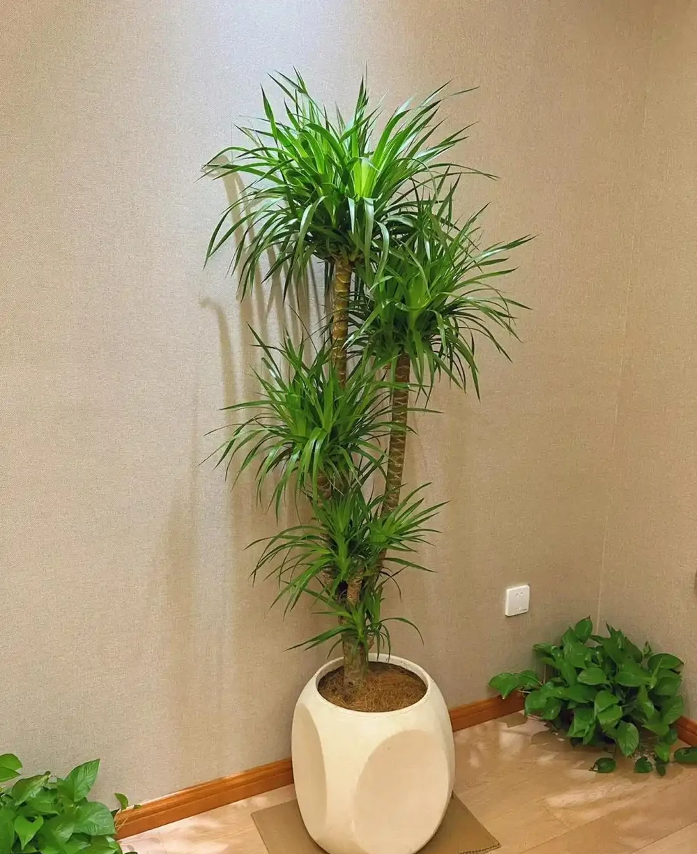 四川小夥的龍血樹,7天就發蔫,砸破盆,發現商家的貓膩,太可恨