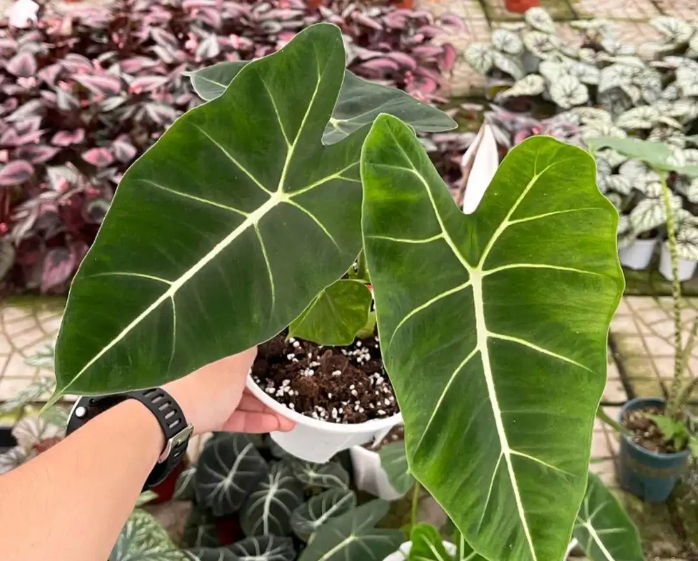 38種耐陰「懶人花」!沒陽光也能滿盆,陽臺客廳秒變綠植角