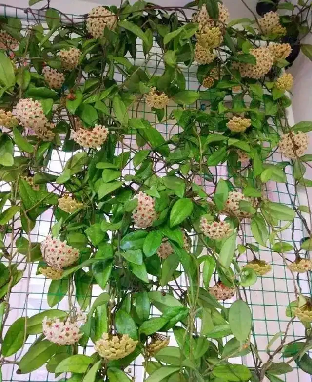 38種耐陰「懶人花」!沒陽光也能滿盆,陽臺客廳秒變綠植角