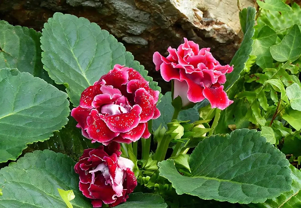 38種耐陰「懶人花」!沒陽光也能滿盆,陽臺客廳秒變綠植角