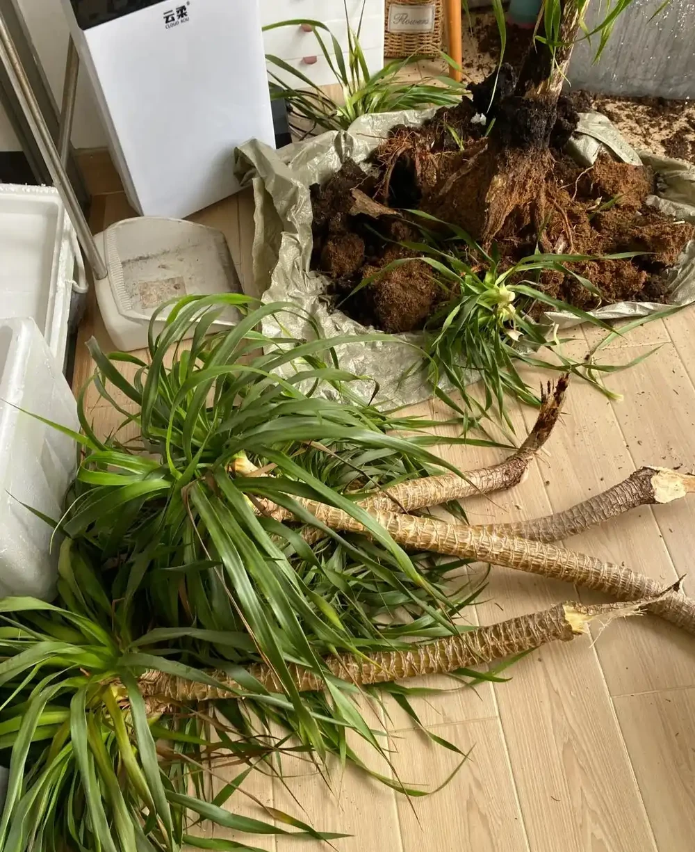 四川小夥的龍血樹,7天就發蔫,砸破盆,發現商家的貓膩,太可恨