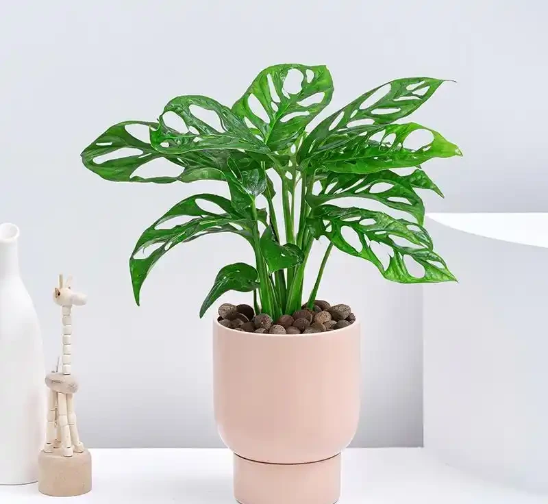 38種耐陰「懶人花」!沒陽光也能滿盆,陽臺客廳秒變綠植角