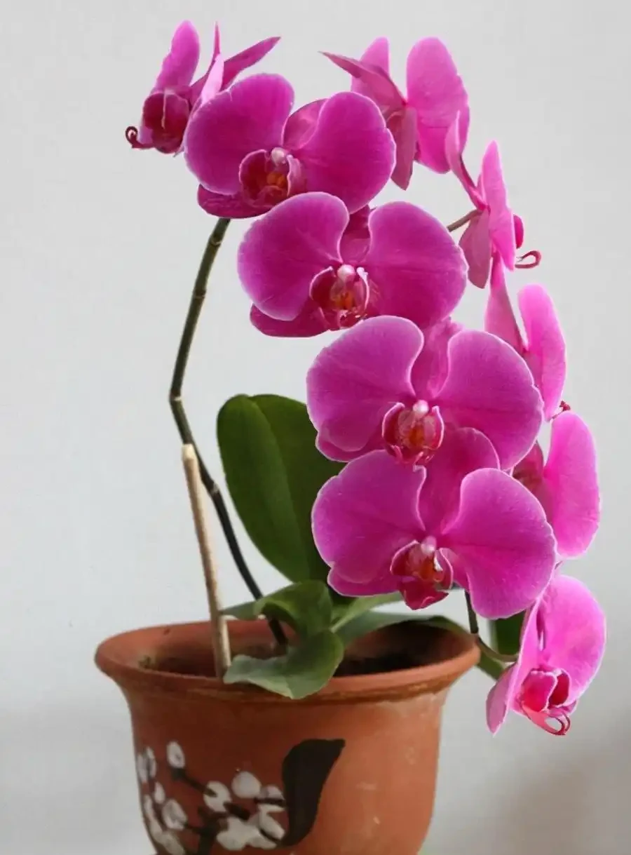 38種耐陰「懶人花」!沒陽光也能滿盆,陽臺客廳秒變綠植角