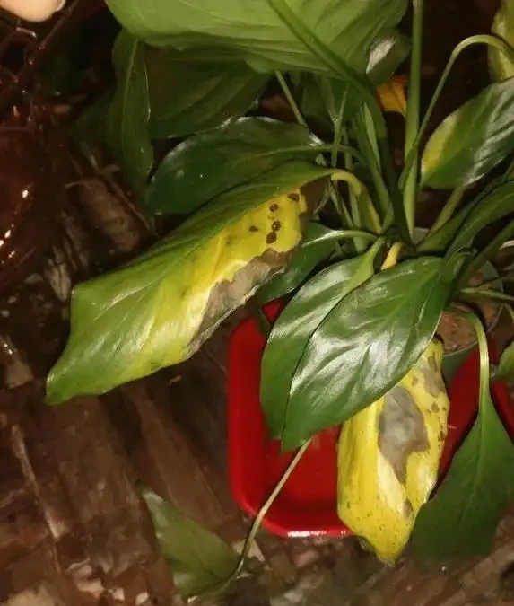 養花老澆不好？試試浸盆這招，10分鐘救活蔫花！