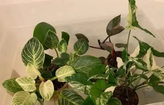 養花老澆不好？試試浸盆這招，10分鐘救活蔫花！