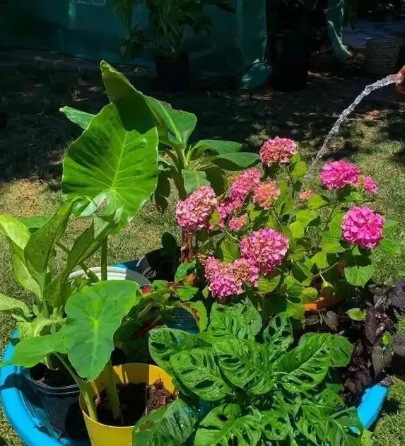 養花老澆不好？試試浸盆這招，10分鐘救活蔫花！